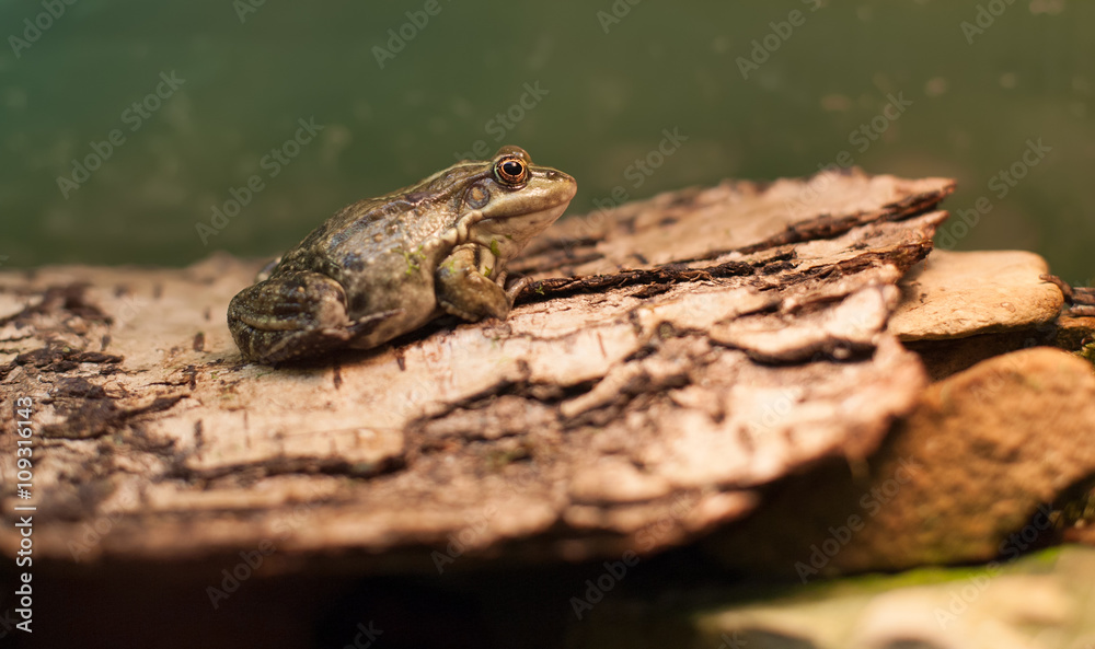 Obraz premium Frog tropical reptile amasonia jungles animal