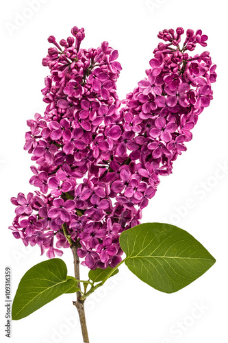 Twig purple lilac, Syringa vulgaris, isolated on white backgroun