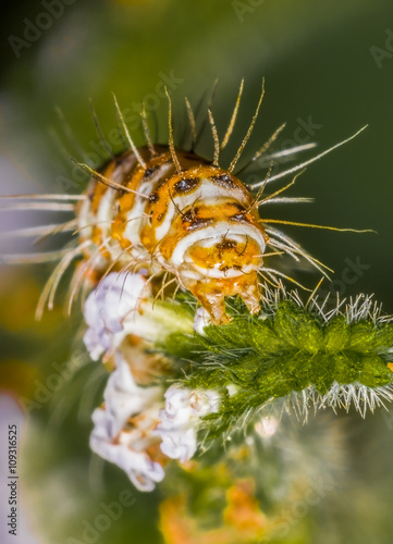 Caterpillar of Heliotrope Moth photo