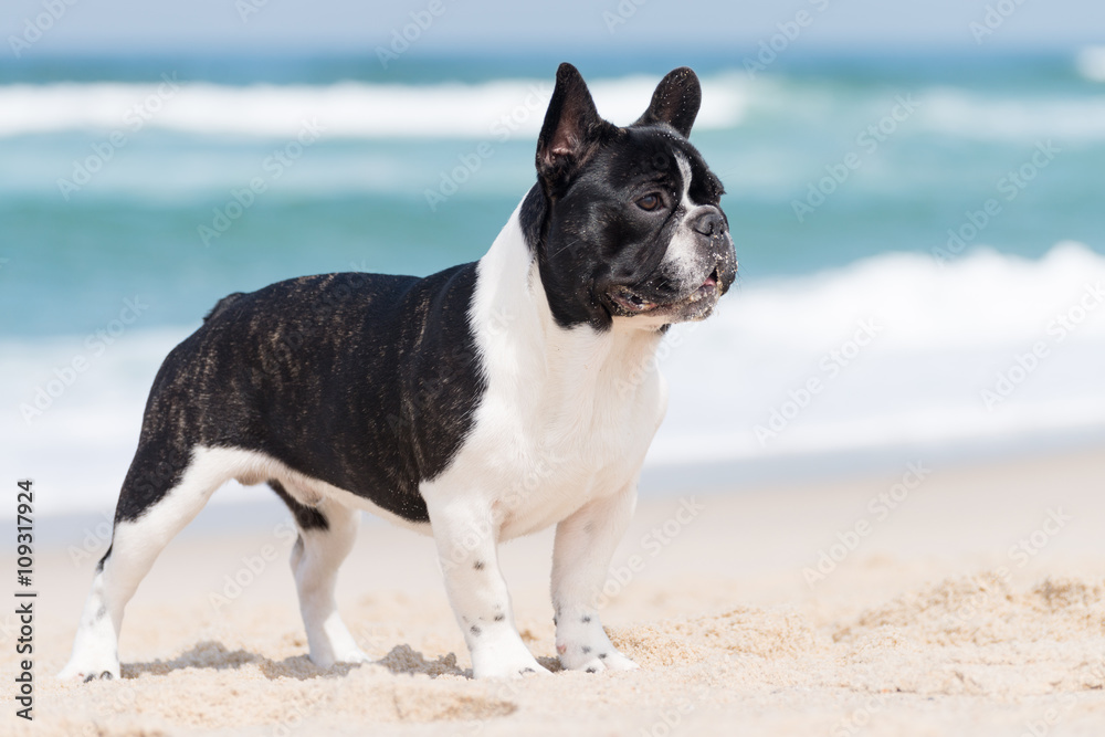 French bulldog on the beach French bulldog on the beach