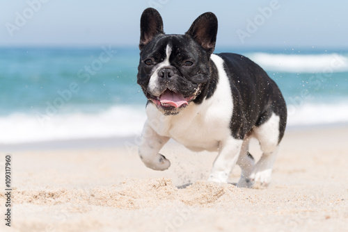 French bulldog on the beach