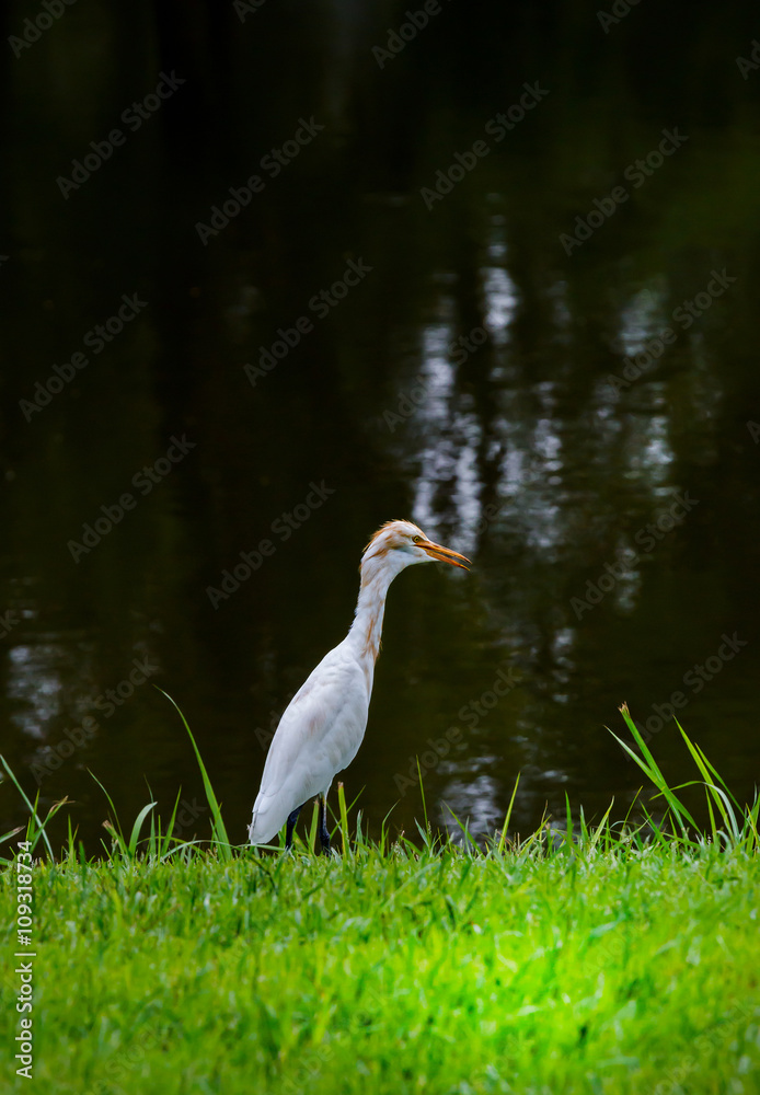 Fototapeta premium White Heron in Park