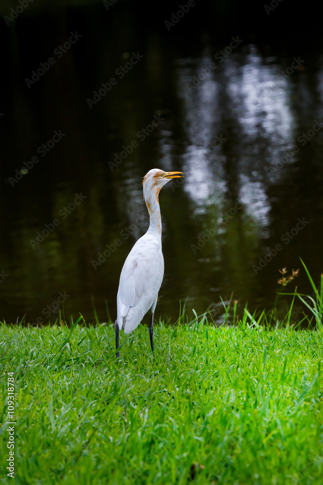 Obraz premium White Heron in Park