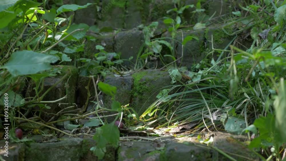 Brick antique staircase in the wood establishing 4K 2160p UHD footage - Lost brick stairways establishing 4K 3840X2160 UHD video Brick antique staircase in the wood establishing 4K 2160p UHD footage - Lost brick stairways establishing 4K 3840X2160 UHD video
