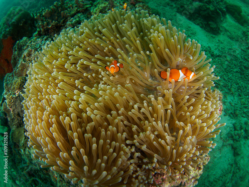 Magnificent Anemone with Anemonefish