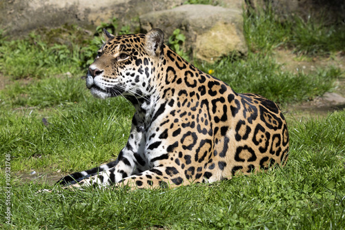 Jaguar Panthera onca resting on the trunk in a typical position