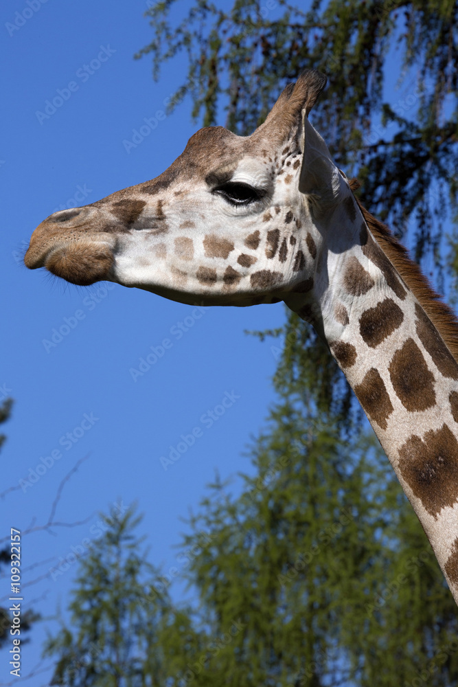 Portrait female Baringo Giraffe, Giraffa camelopardalis Rothschild Portrait female Baringo Giraffe, Giraffa camelopardalis Rothschild
