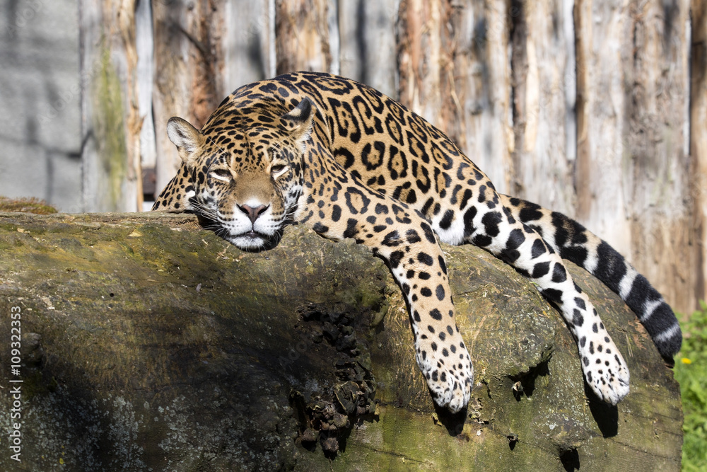 Jaguar Panthera onca resting on the trunk in a typical position Jaguar Panthera onca resting on the trunk in a typical position