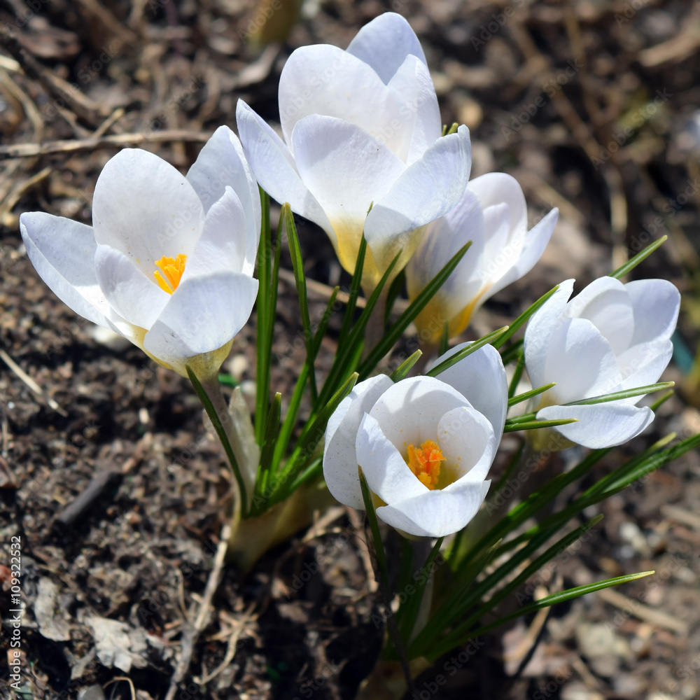 White crocus flowers. Springtime photo.