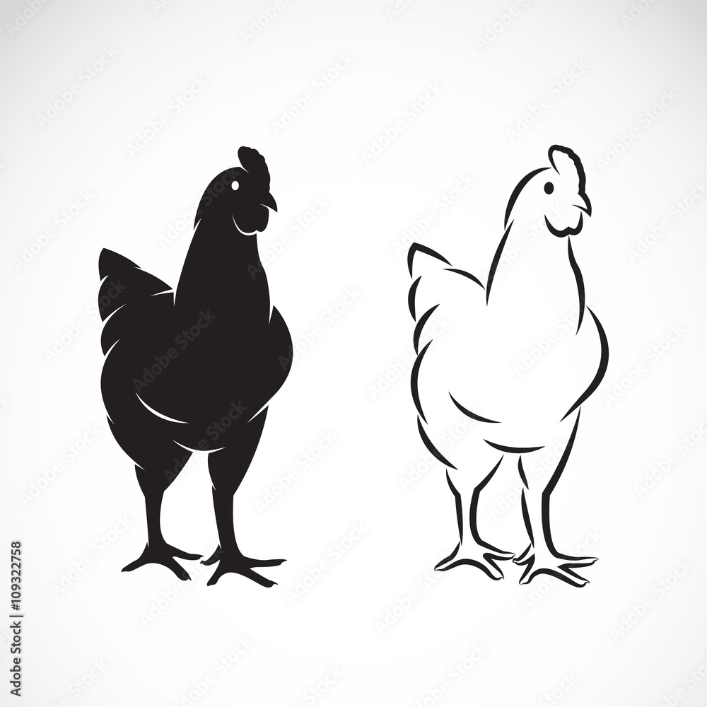 Fototapeta premium Vector image of an chicken on white background