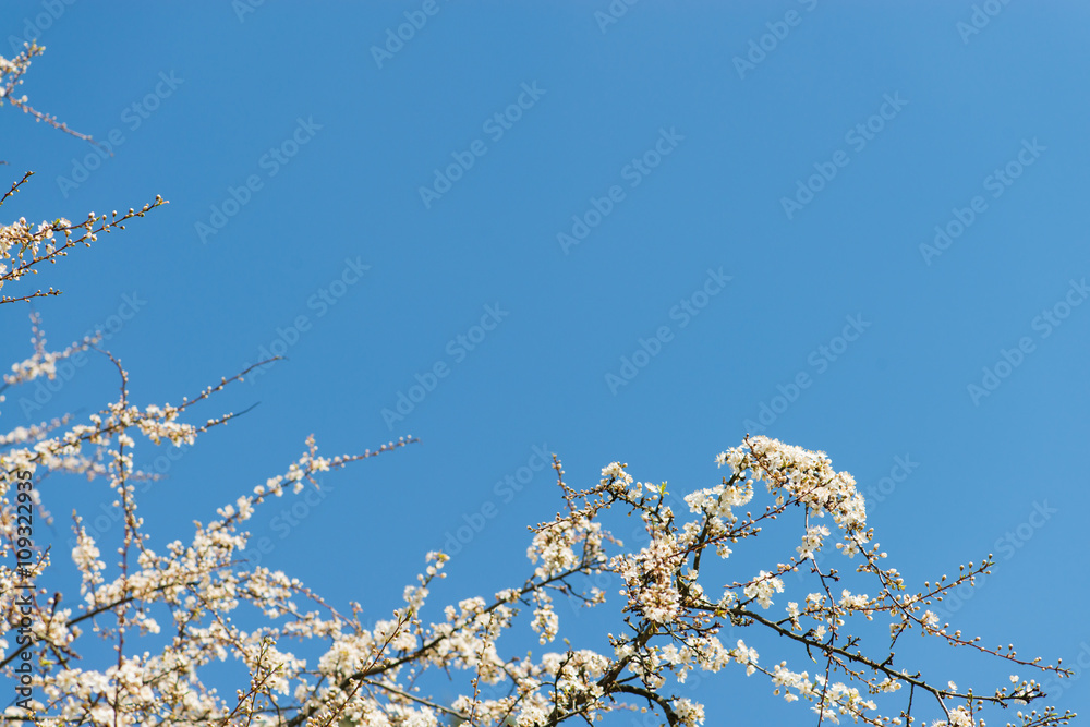 flowering plum in the spring against the blue sky with copy spac flowering plum in the spring against the blue sky with copy spac