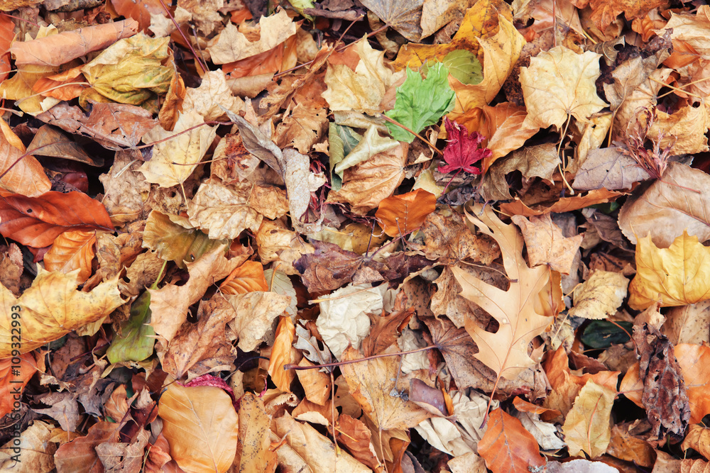 Beautiful close up image shot with colorful yellow red dry autumn fall maple leaves on ground, fall season, view from above, card wallpaper, textured background, copyspace for text Beautiful close up image shot with colorful yellow red dry autumn fall maple leaves on ground, fall season, view from above, card wallpaper, textured background, copyspace for text