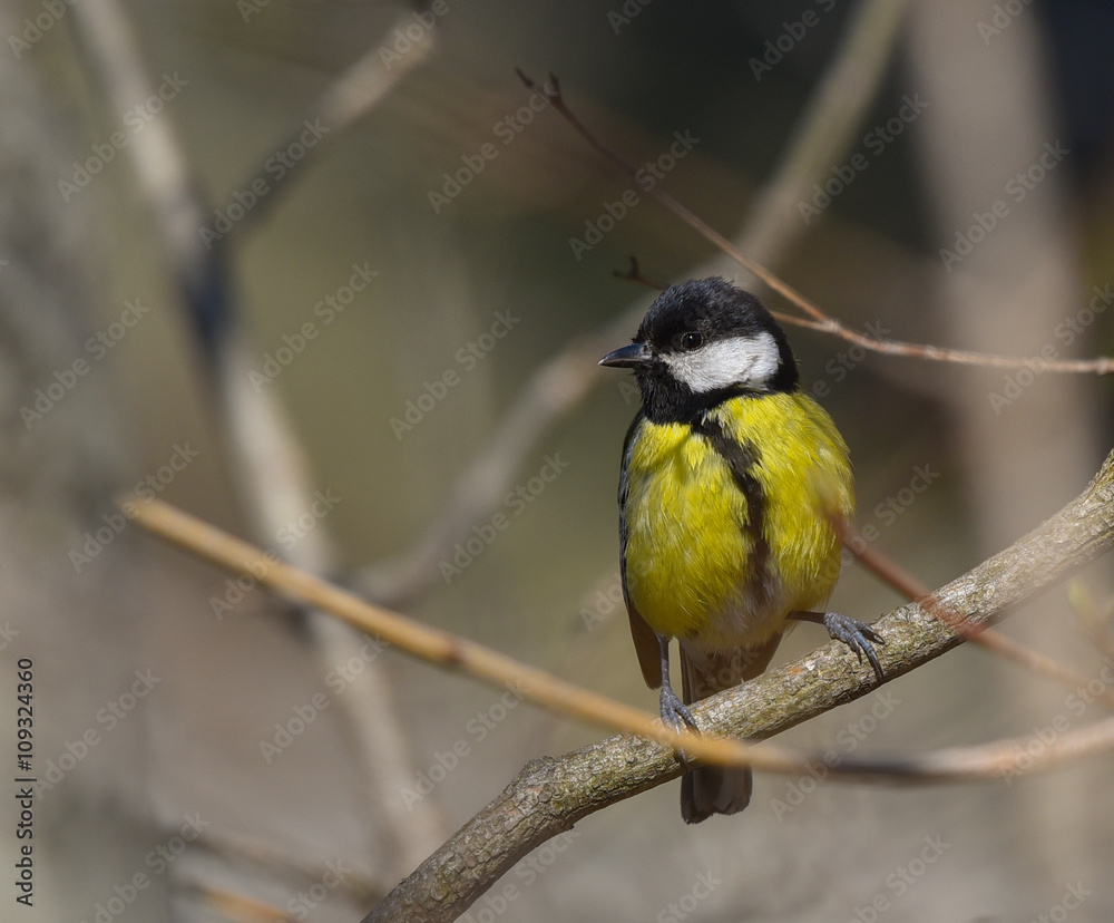 Fototapeta premium Cinciallegra sul ramo nel bosco