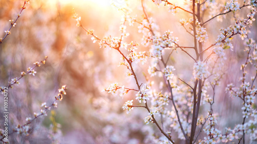 Spring blossom background. Beautiful nature scene with blooming tree and sun flare © Subbotina Anna