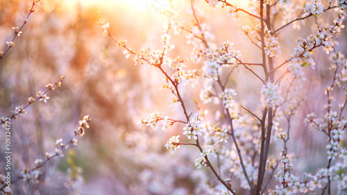 Spring blossom background. Beautiful nature scene with blooming tree and sun ...