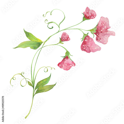 Foto watercolor sweet pea