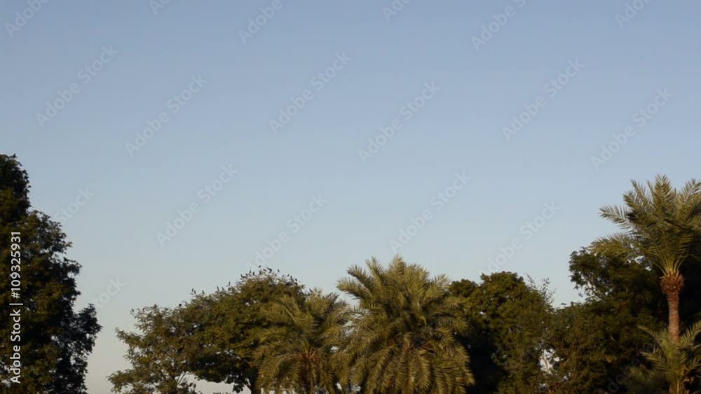 Crows Flying over trees 
