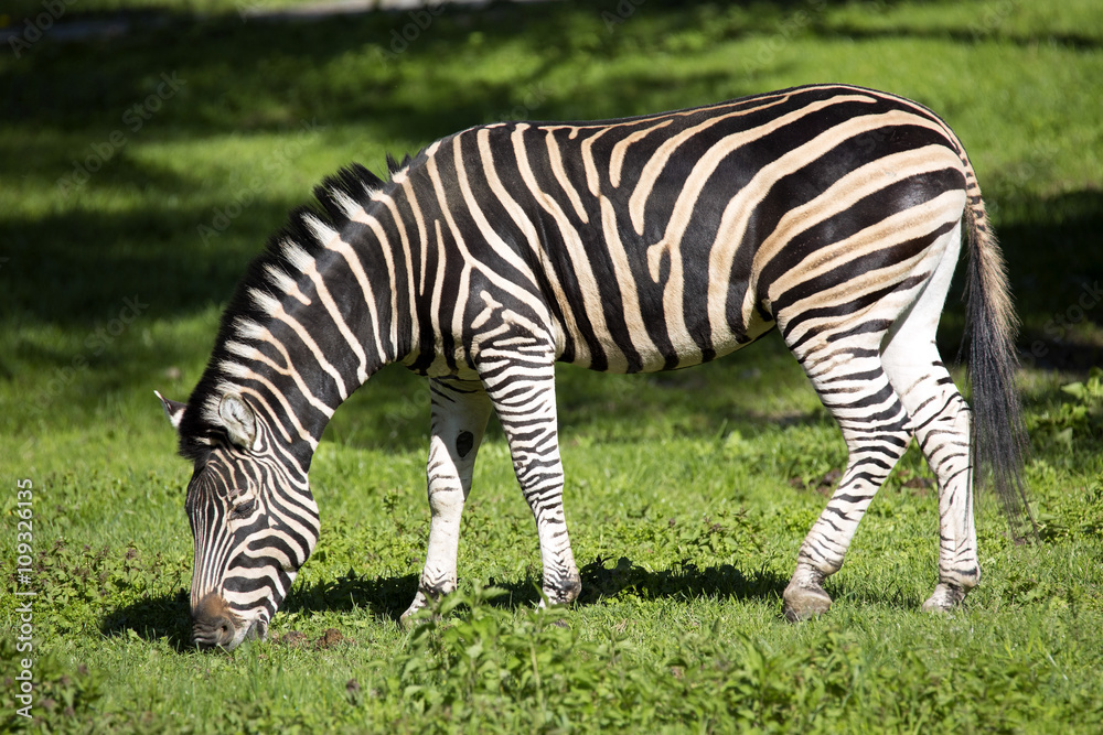 grazing Chapman's zebra, Equus quagga Chapmanni grazing Chapman's zebra, Equus quagga Chapmanni