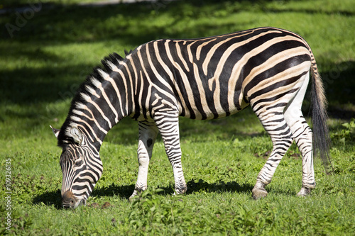 grazing Chapman s zebra  Equus quagga Chapmanni