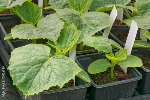 Small cucumber plants grown in pots