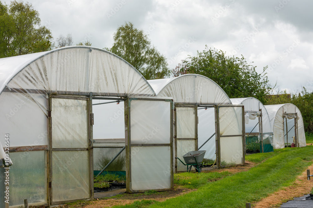 Plants being grown inside a polytunnel