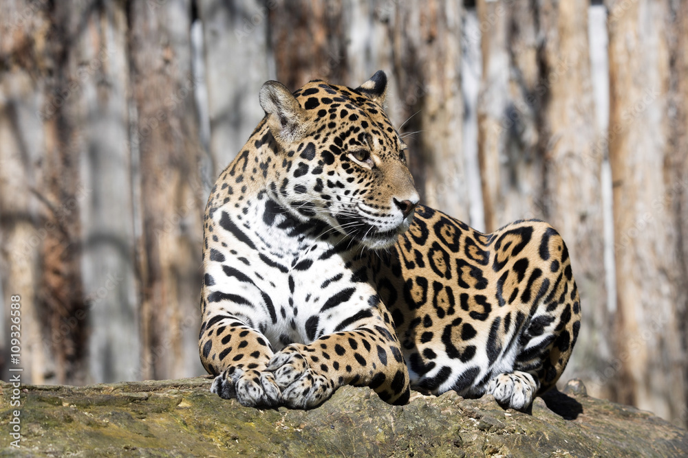 Jaguar, Panthera onca is a huge South American beast Jaguar, Panthera onca is a huge South American beast