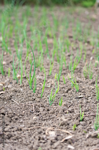 Young onions growing rows