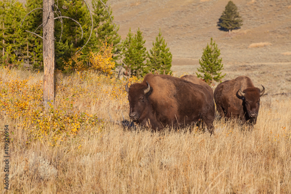 Bison in Meadow