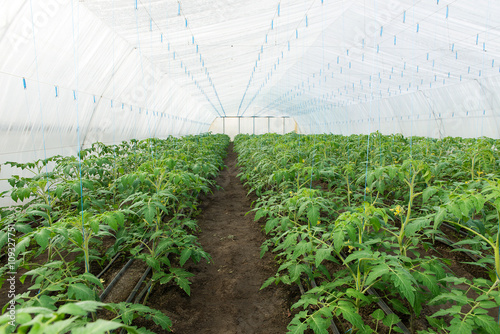 Tomato seedling before planting into the soil, greenhouse plants, drip irrigation, greenhouse cultivation of tomatoes in agriculture, hard-working farmer hands