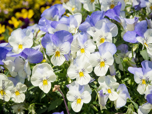 Pansy Viola tricolor flower bed in the garden
