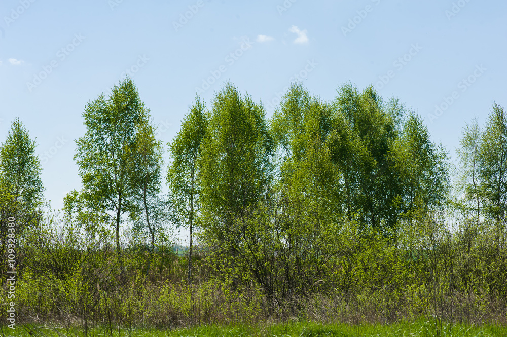 beautiful birch forest