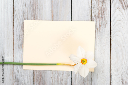 Narcissus flower on wooden background. Space for text