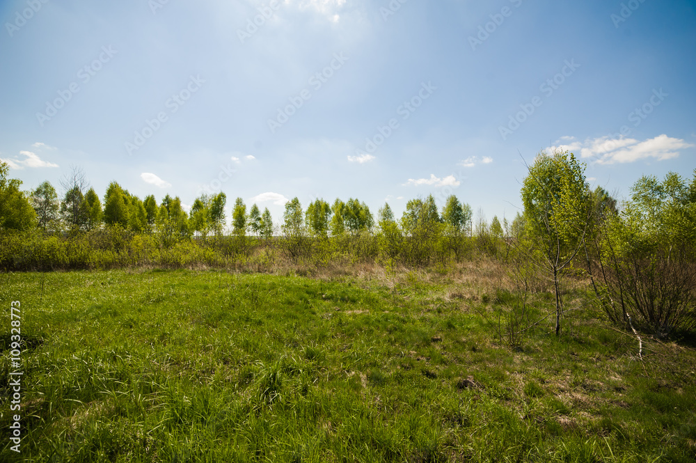 beautiful birch forest