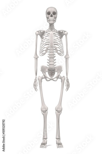 3d renderings of human skeleton © bescec
