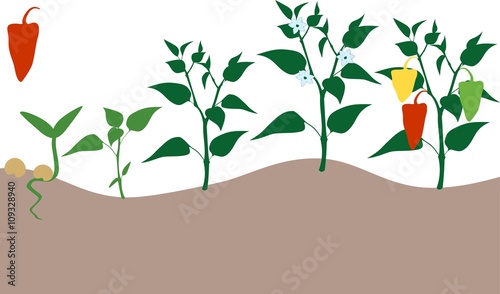 Pepper growing stage
