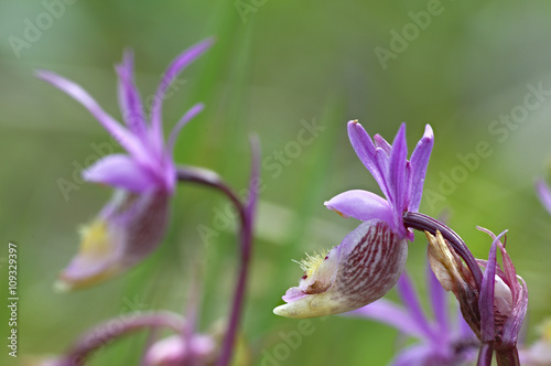 Wild orchids, Emerald Lake