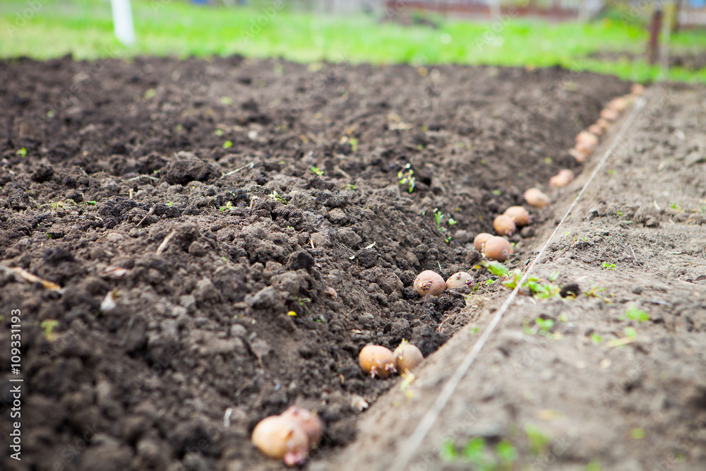 Finished process of planting potato field in the vegetable gard Finished process of planting potato field in the vegetable gard
