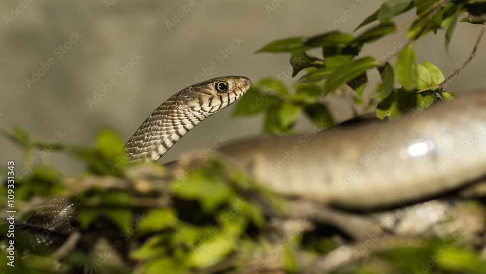 The brown snake