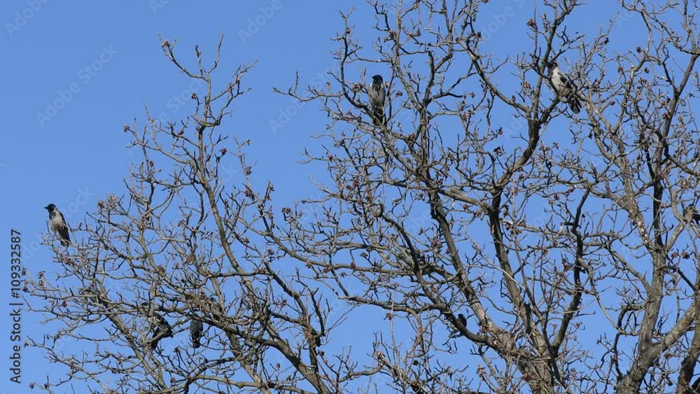 Ravens of walnut in gloomily rainy weather. Ravens of walnut in gloomily rainy weather.
