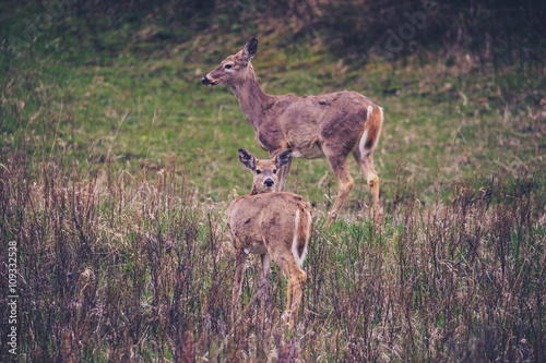 Two female deer.