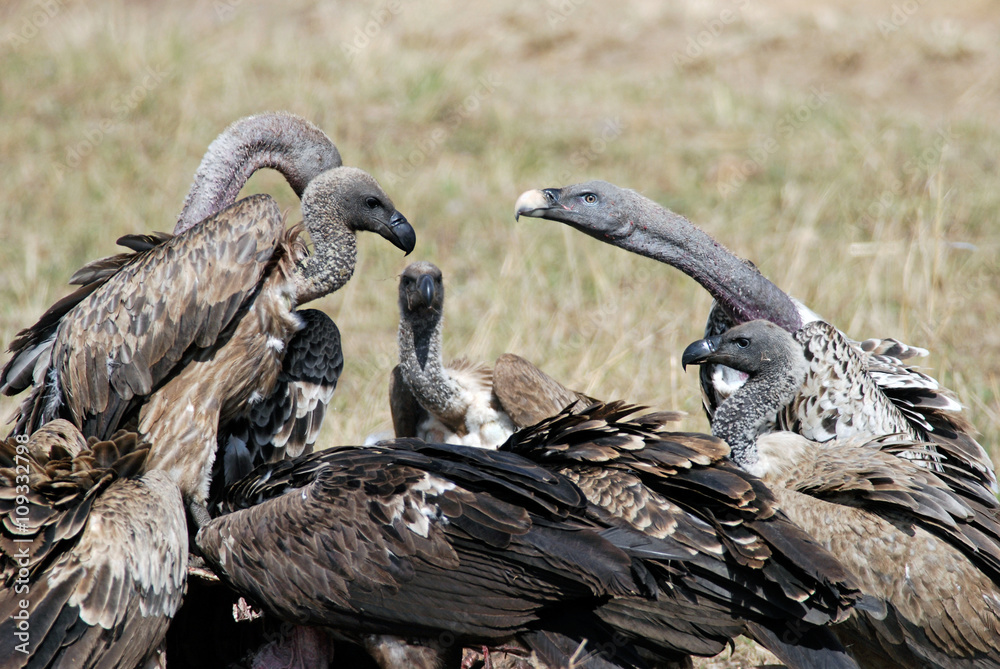 Group vultures eating dead animals in the African savanna Stock Photo |  Adobe Stock