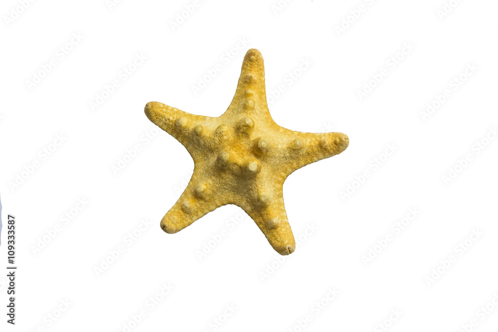 Starfish isolated on white background