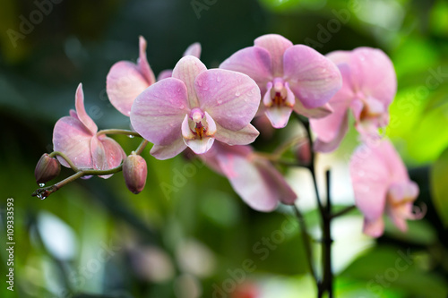 Fototapeta Naklejka Na Ścianę i Meble -  Pink phalaenopsis orchid