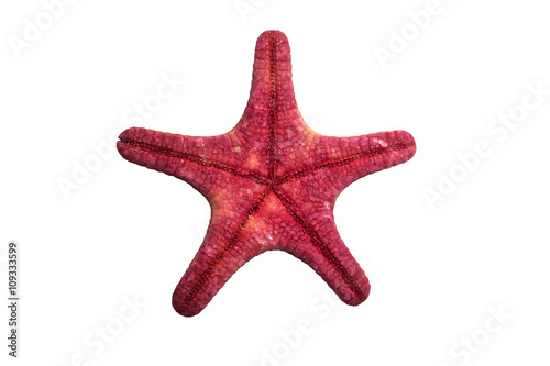 Starfish isolated on white background