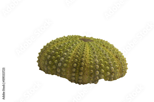 Shell of the sea urchin isolated on white background
