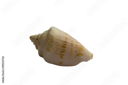 Photography Seashell isolated on white background