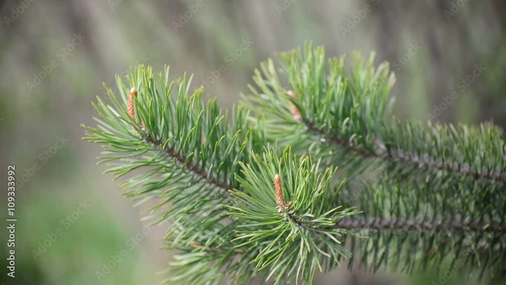 pine branch with the young buds