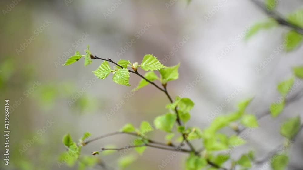 Young spring leaves on birch tree in the wind Young spring leaves on birch tree in the wind