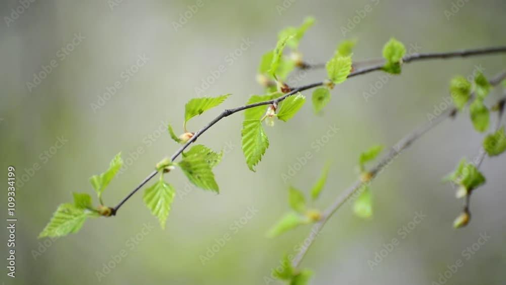 Young spring leaves on birch tree in the wind Young spring leaves on birch tree in the wind