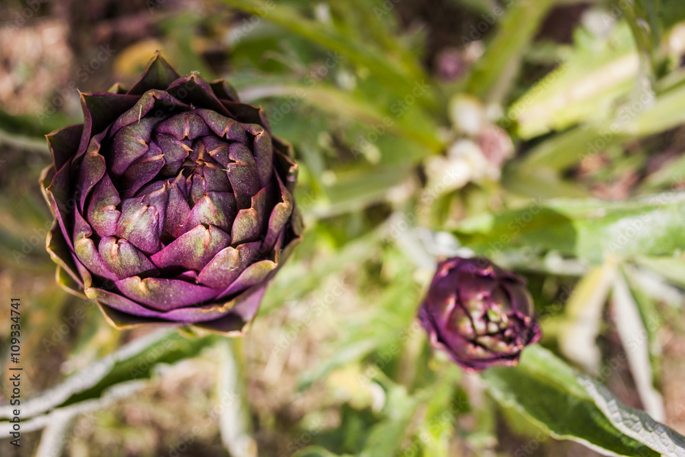 Obraz premium Carciofi